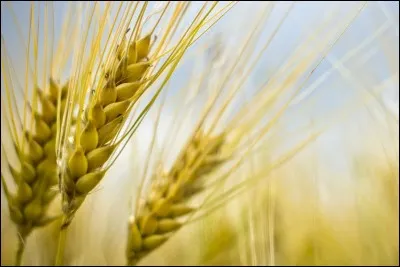 Pourquoi le récolte de blé est-elle menacée ?