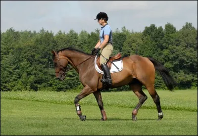 Quelle est cette allure ?