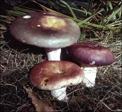 Que sont ces champignons ?