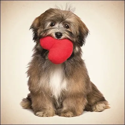 Qui chantait "Pauvre chien perdu dans la ville, y a des abris pour toi mon vieux, on a la conscience tranquille, mais quand on regarde tes yeux, on a le coeur gros" ?