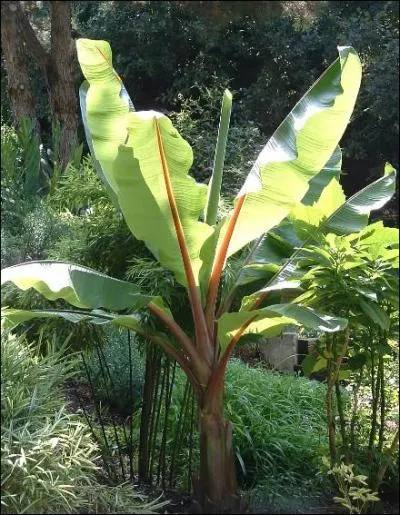 Encore un beau  fruit qui est le :