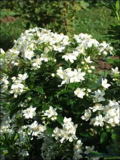 Restons dans les fruits avec ce :