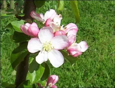 Cet arbre a fruits ...