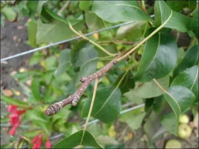 Ce laurier est celui de :