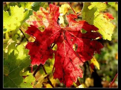 Superbe feuille qui change de couleur selon la saison :