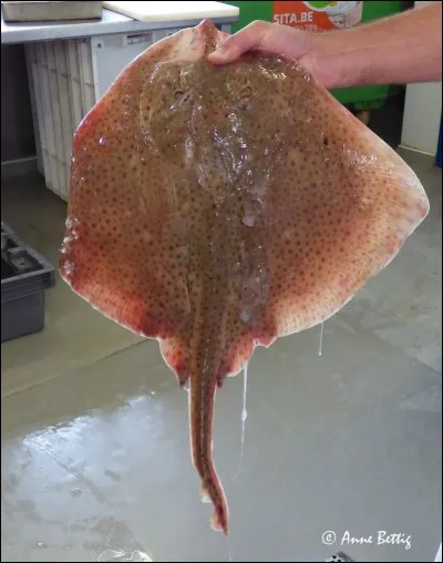 Quel est l'animal comestible sur cette image ?