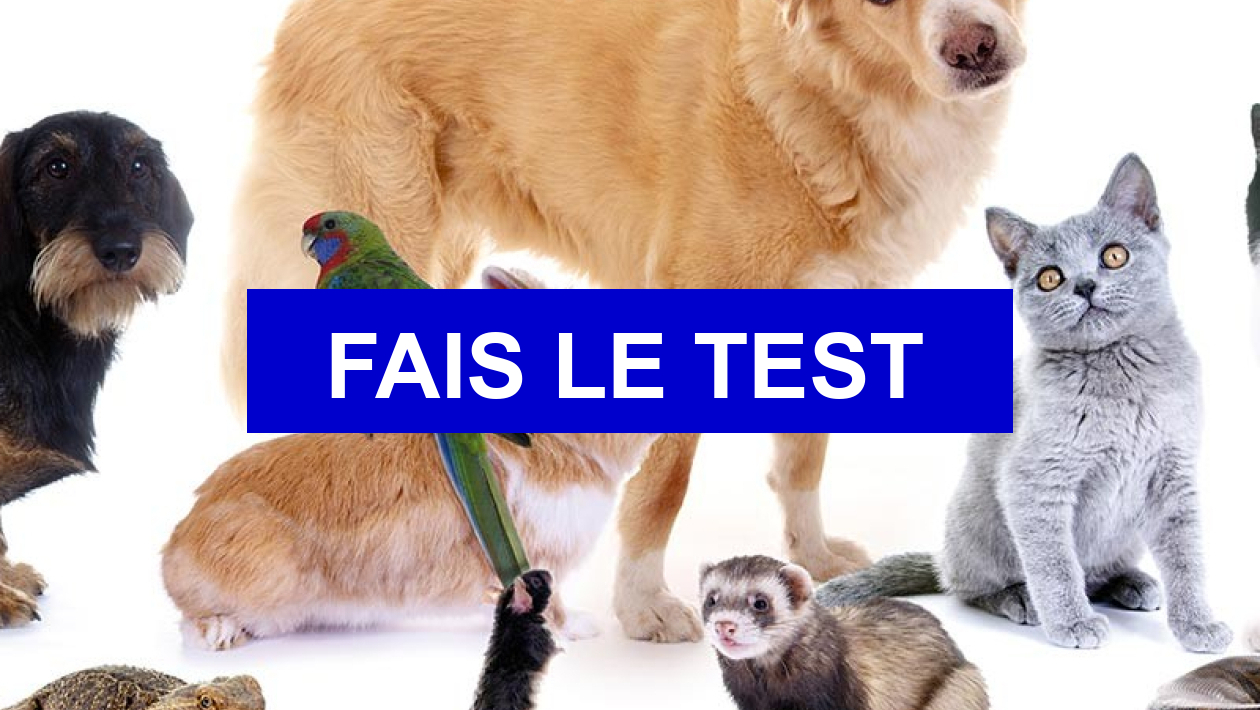 Test de personnalité Quel est ton animal totem ? (2)