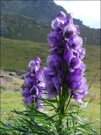 Quelle est cette fleur ?