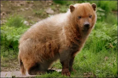 Quel est cet animal ?