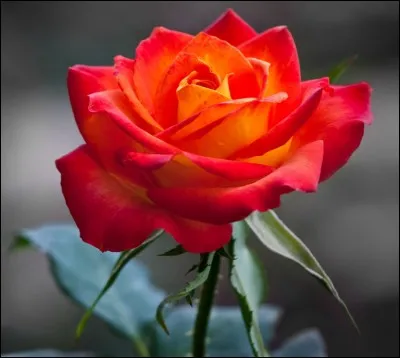 Malgré les roses dont il orne sa poitrine, il brûle. Le poète dit de lui qu'il se plait à faire souffrir. 
Que manifeste-t-il alors ?