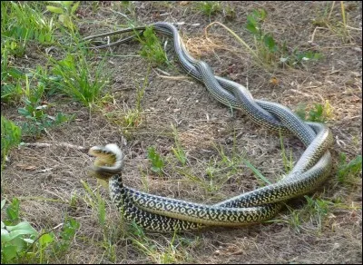 Ou se promènent les couleuvres souples, par couples ?