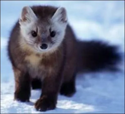 Z - La "zibeline" est recherchée pour sa fourrure d'hiver, soyeuse et dense.