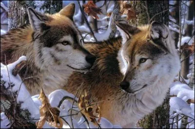 L - Une meute de "loups" est dirigée par un couple Alpha.