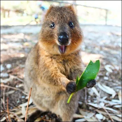 Q - Ce petit marsupial d'Australie, surnommé "l'animal le plus heureux du monde", est un "quokka".