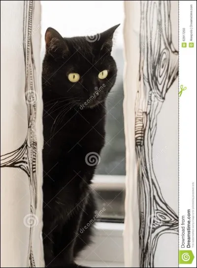 Quel est le nom de guerrier de Nuage de Poussière ?