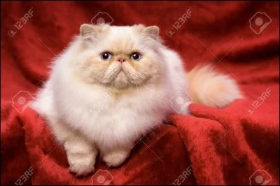 Après Plume Rousse, qui fut le lieutenant du Clan du Tonnerre ?