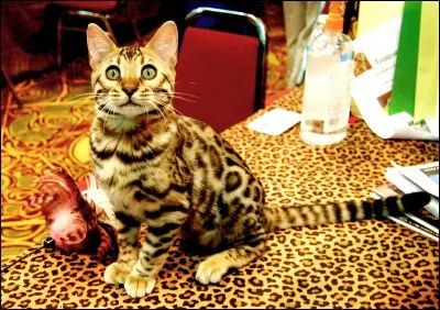 Quel est le nom de chef de Taches de Léopard ?