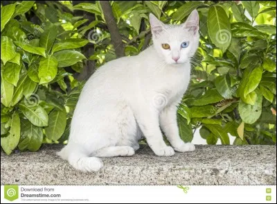 Quel était le nom de chaton de Nuage de Neige ?