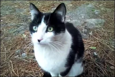 Et quel était le nom de guerrier de Nuage de Neige ?