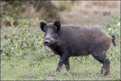 Comment se nomme le groupe dans lequel vit le sanglier ?