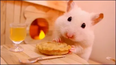 Que boit le hamster adulte ?