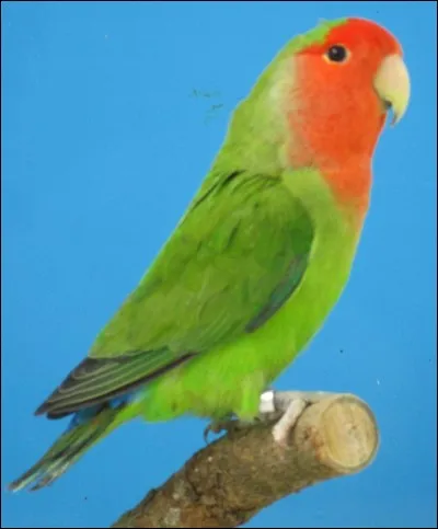 Quand un inséparable se laisse mourir c'est :