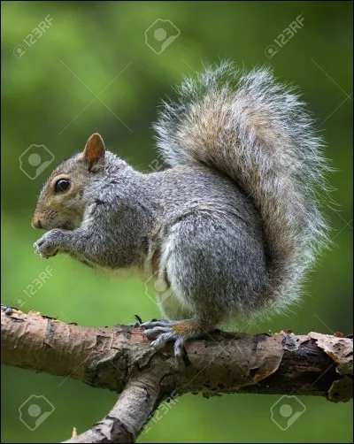 Arbrisseau portant des baies comestibles rouges ou d'un noir bleuté.