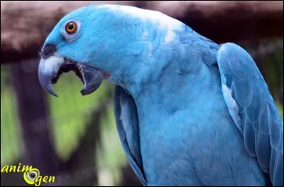 Quelle autre autre couleur rare pour cette race, peut-il avoir ?