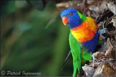 Quelle est cette race de perroquets ?