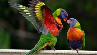 Une de ses caractéristiques principales est qu'il a la tête d'une seule couleur, ce qui est rare chez les perroquets. Quelle est cette couleur ?