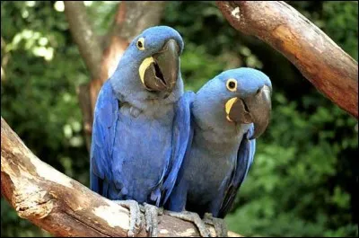 Quelles sont ses couleurs principales ?