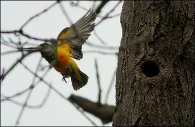 Quelle est cette race de perroquets ?