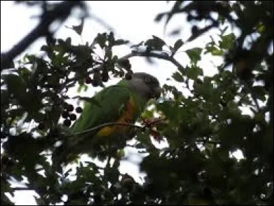 Une de ses caractéristiques principales est qu'il a la tête d´une seule couleur, qui est rare chez les perroquets. Quelle est cette couleur ?