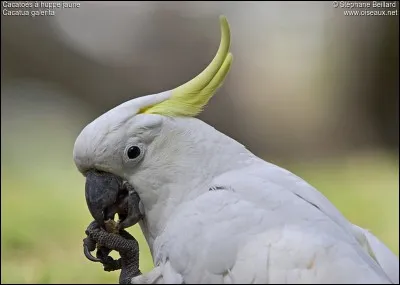 Il a quelque chose que d'autres perroquets n'ont pas. Qu'est-ce que c'est ?