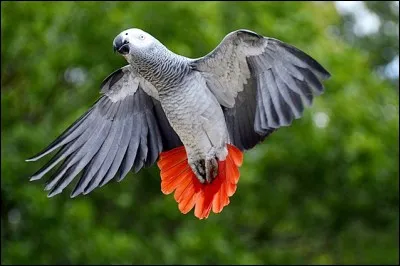 Quelle est cette race de perroquets ?