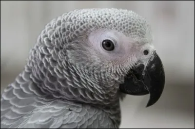 Est-ce vrai que cet oiseau est le plus fort de tous les perroquets ?