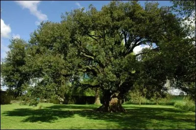 Synonyme de "ch&ecirc;ne vert" :