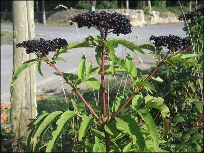 Petit sureau &agrave; baies noires :