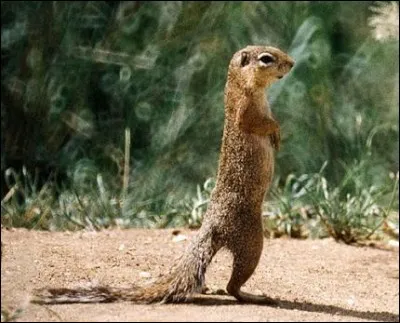 Petit rongeur d'Afrique et d'Asie, voisin de l'&eacute;cureuil et appel&eacute; rat palmiste :