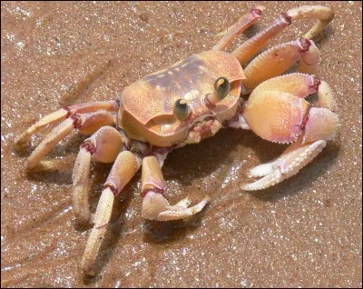 Combien mesure le crabe petit pois ou pinnothère ?