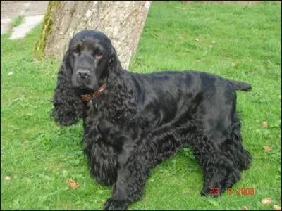 Quelle est la race de ce chien ?