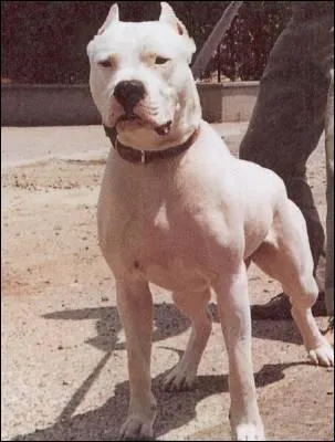 Quelle est la race de ce chien ?