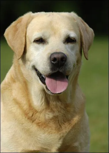 Quelle est la race de ce chien ?