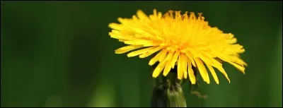 On accompagnera volontiers un yaourt ou un Comt&eacute; avec de la cramaillotte, une gel&eacute;e d'agrumes et de cette fleur jaune m&eacute;dicinale qu'est ...