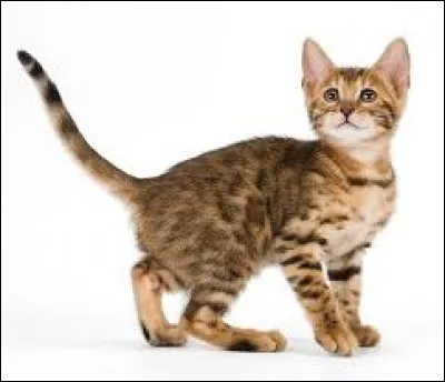 Combien de pattes possède un chat ?