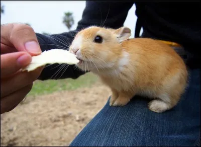 Qu'est-ce que le lapin bélier ?