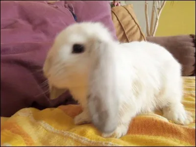 Que sont les extra-nains ?