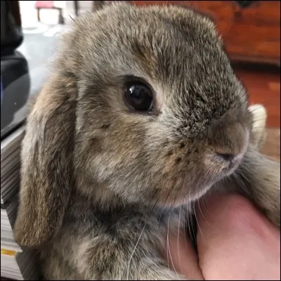 Que faut-il à un lapin parmi ses réponses ?