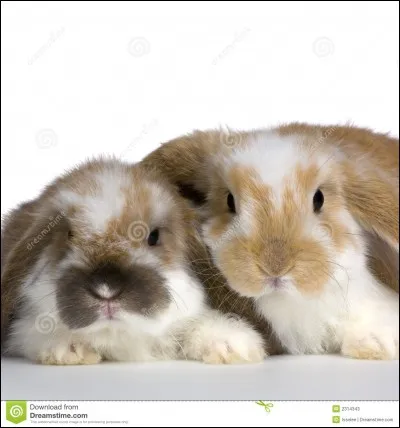 Parmi ces trois propositions, lequel est le seul fruit comestible ?