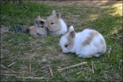 Quel est le contraire du lapin géant ?